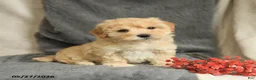 Maltipoo dogs for sale: Wendy - Ad 4