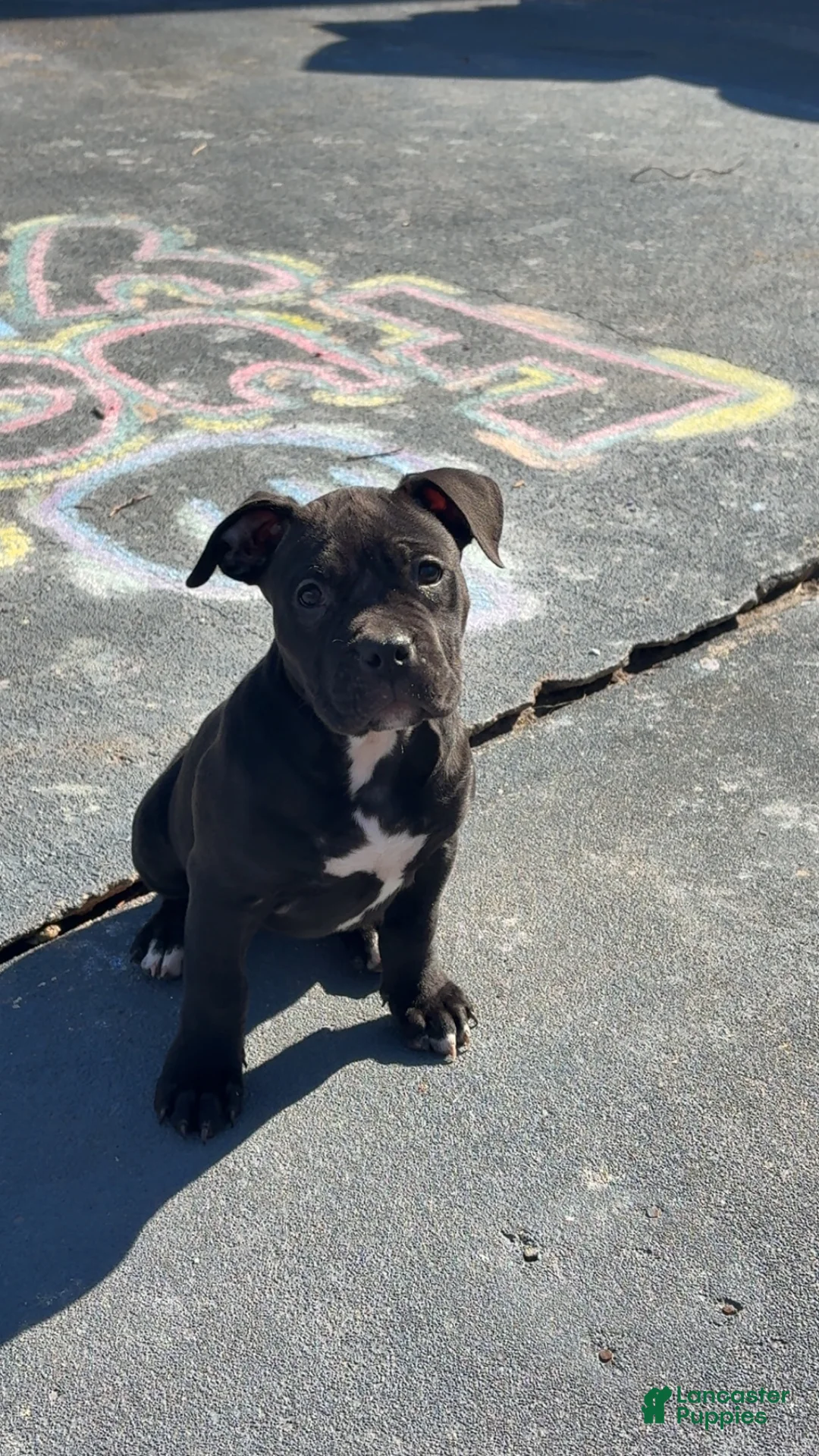 American Pit Bull Terrier dogs for sale: American Pit Bull Terrier Puppy 7 - Ad 2