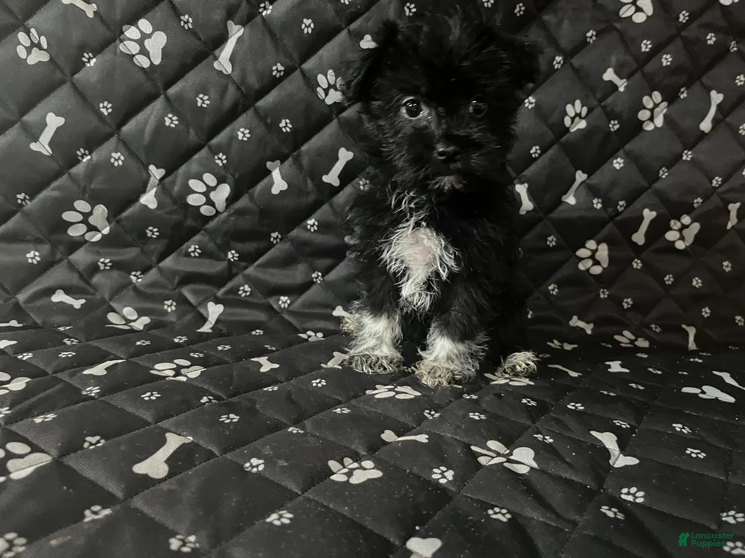 Mixed Breed dogs for sale: Mixed Breed Puppy 1 - Ad 2