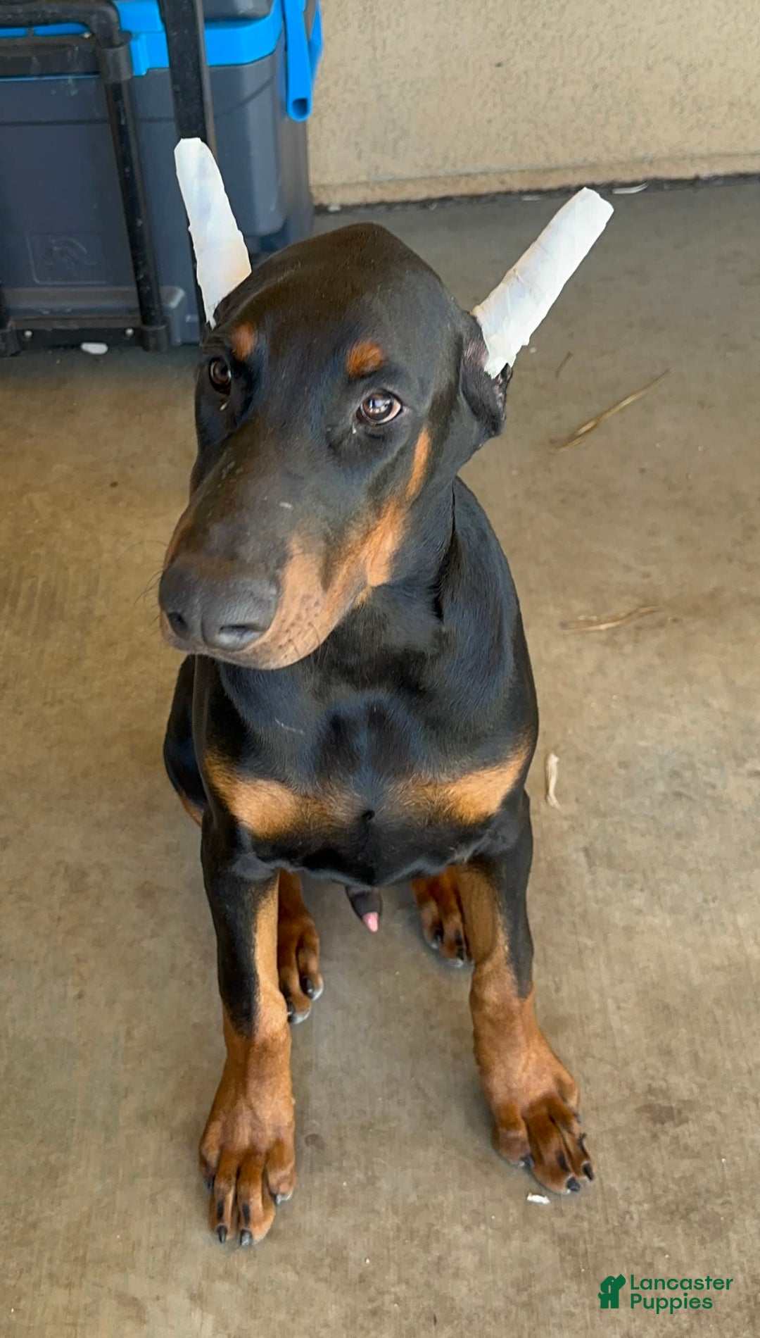 Gallery Image {{count}}