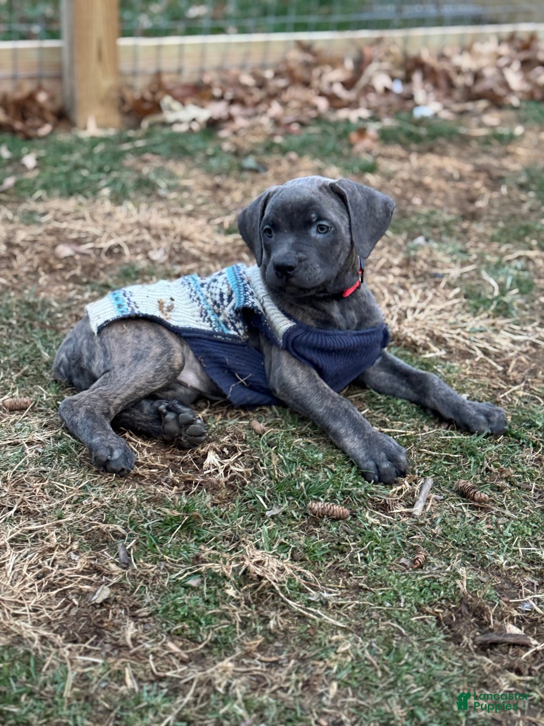 Cane Corso dogs for sale: Stormii - Ad 9