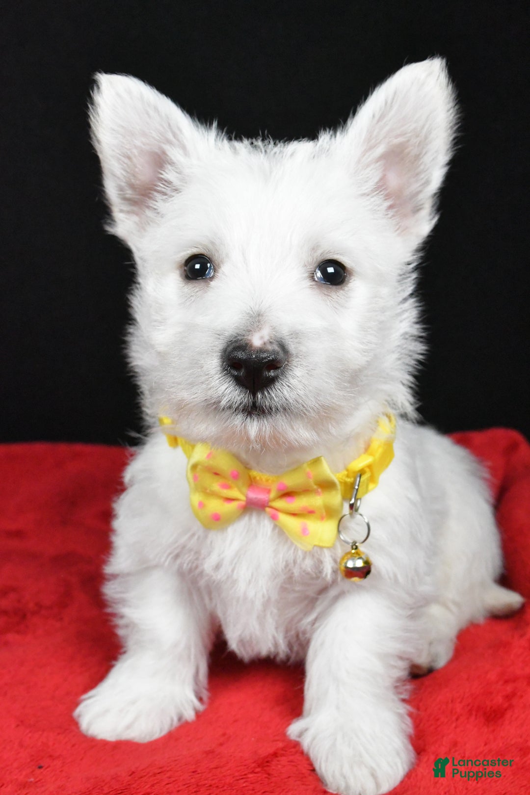 West Highland Terrier dogs for sale: Echo - Ad 6