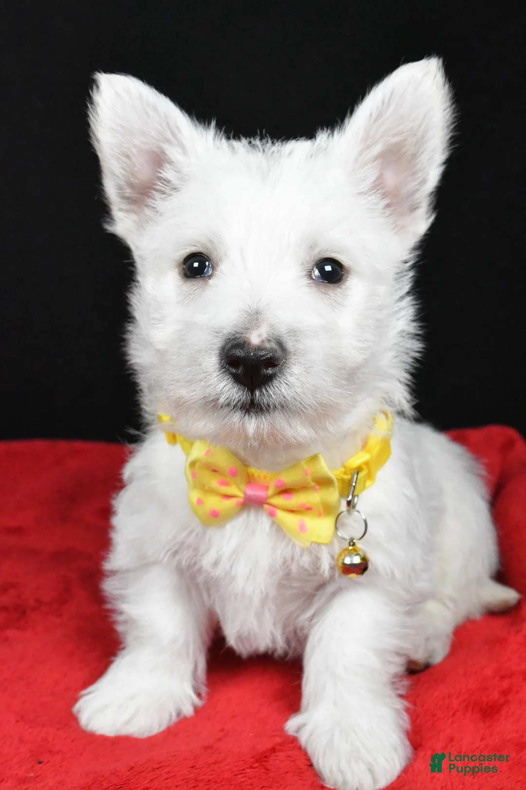 West Highland Terrier dogs for sale: Echo - Ad 6