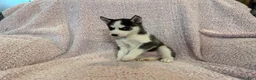 Siberian Husky dogs for sale: Princess Nyla - Ad 10