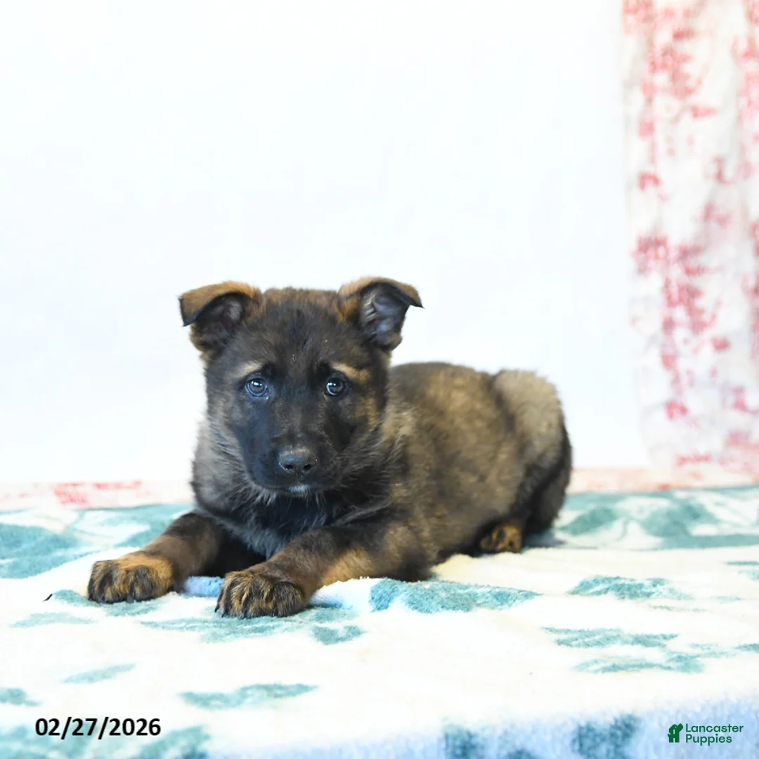 German Shepherd dogs for sale: Handsome - Ad 2