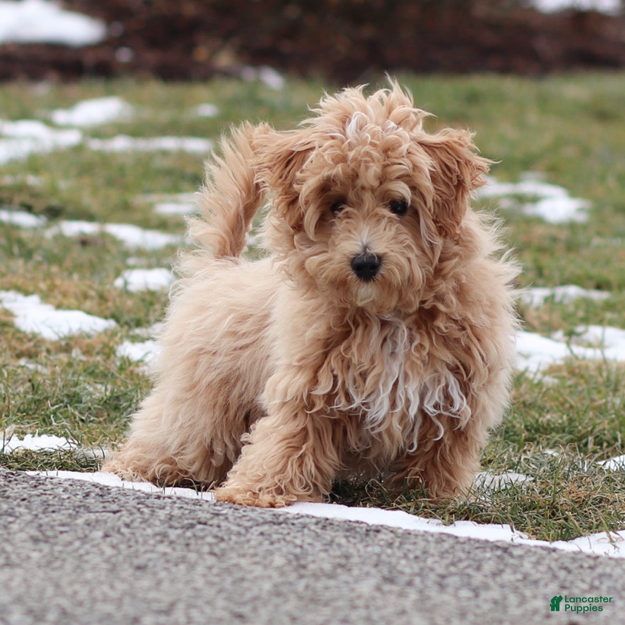 Maltipoo dogs Tucker Maltipoo Puppy  - Ad 1