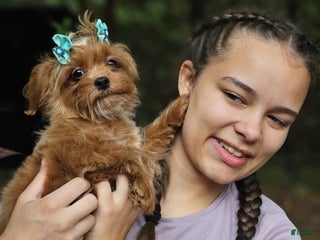 Maltipoo dogs - Ad 3