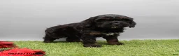Cockapoo dogs for sale: Toby - Ad 3