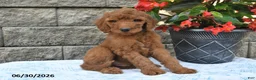 Goldendoodle dogs for sale: Parker - Ad 5
