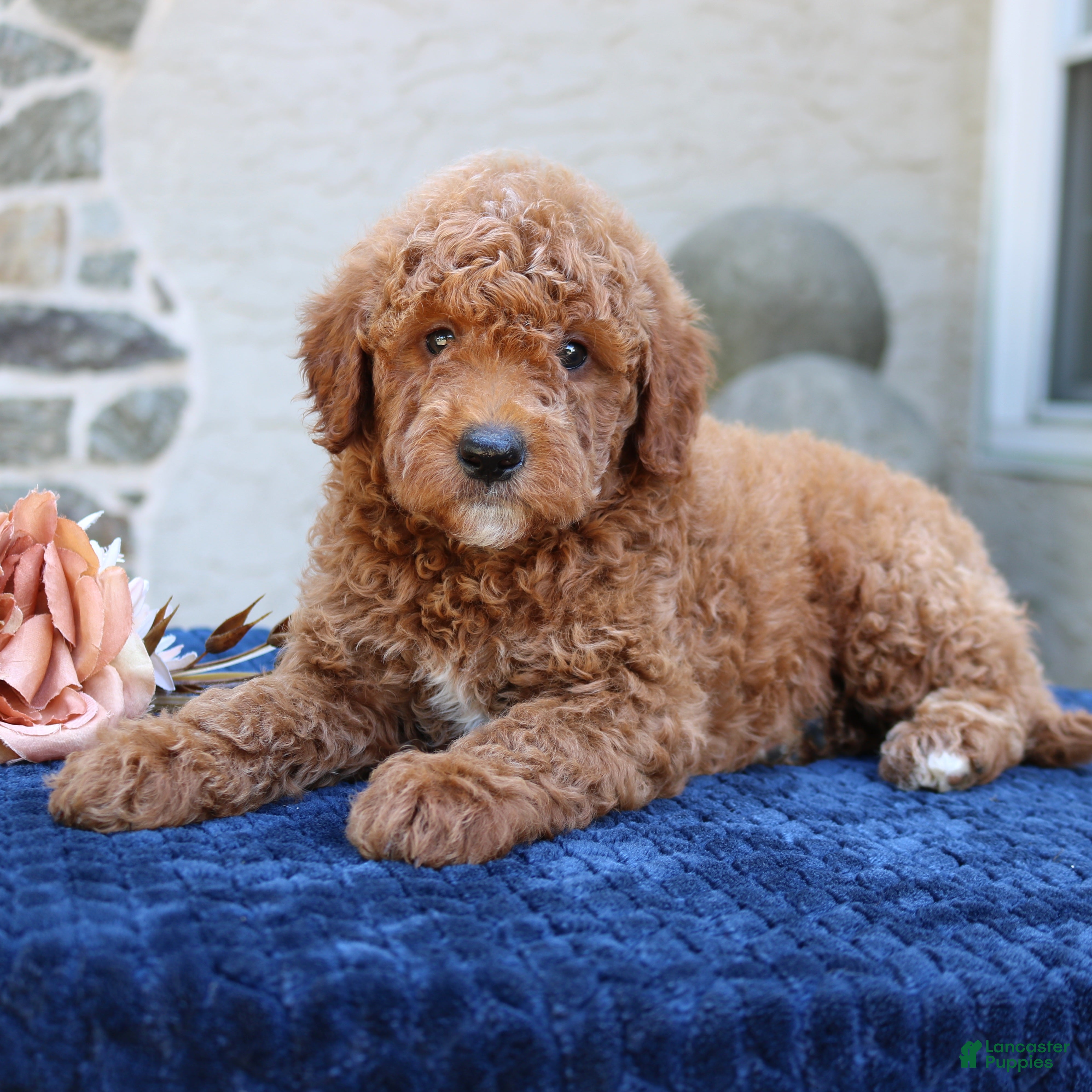 Goldendoodle dogs Denver  - Ad 1