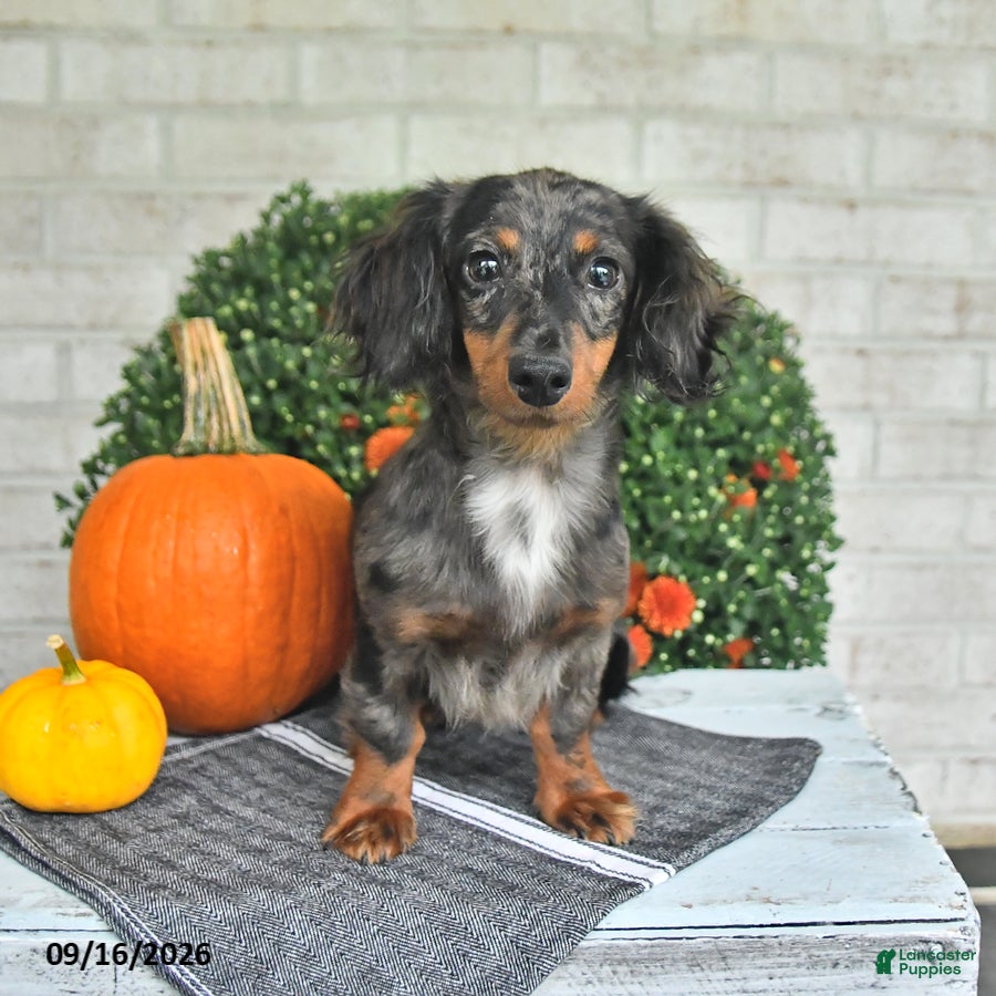 Miniature Dachshund dogs Chief - Ad 1