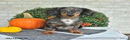 Miniature Dachshund dogs for sale: Chief - Ad 1