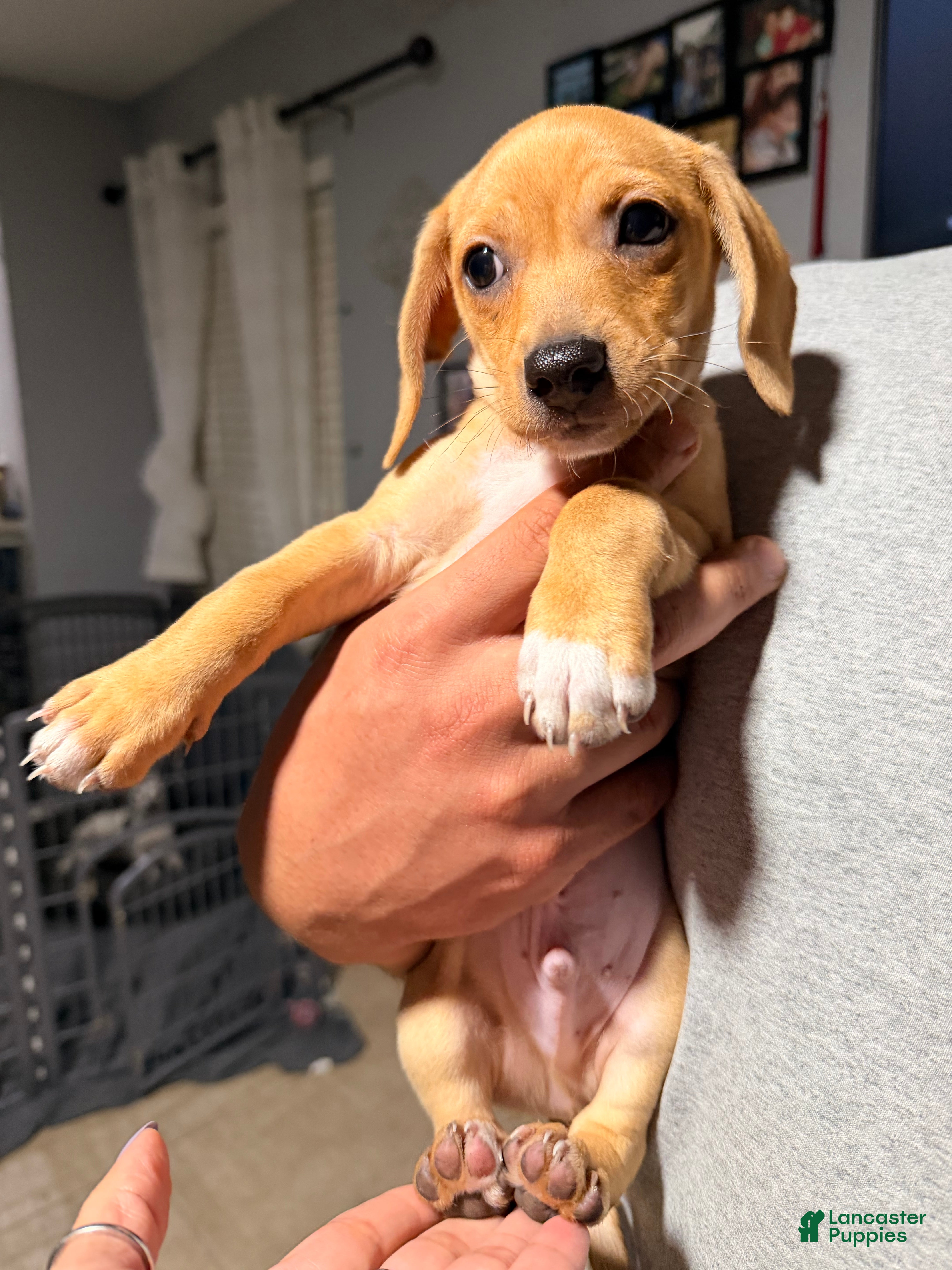 Chiweenie dogs Chiweenie 1 - Ad 20