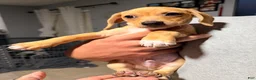Chiweenie dogs for sale: Chiweenie 1 - Ad 1