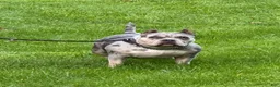 American Bully dogs for sale: American Bully Puppy 4 - Ad 2