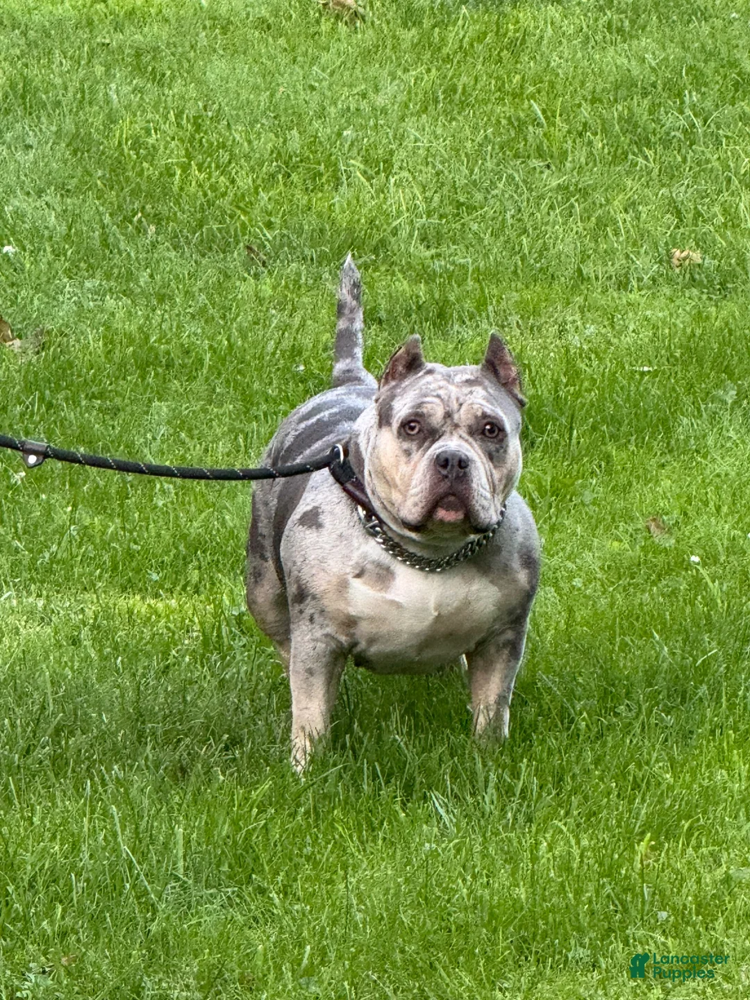 American Bully dogs for sale: American Bully Puppy 4 - Ad 2
