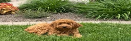 Cockapoo dogs for sale: Manny - Ad 9