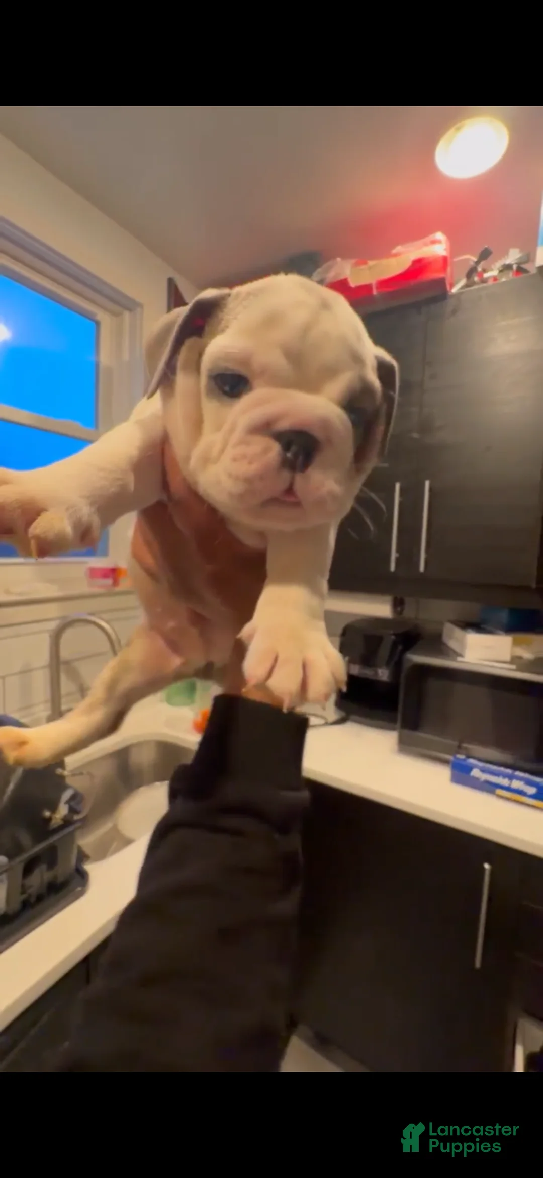 English Bulldog dogs for sale: Smokie - Ad 2