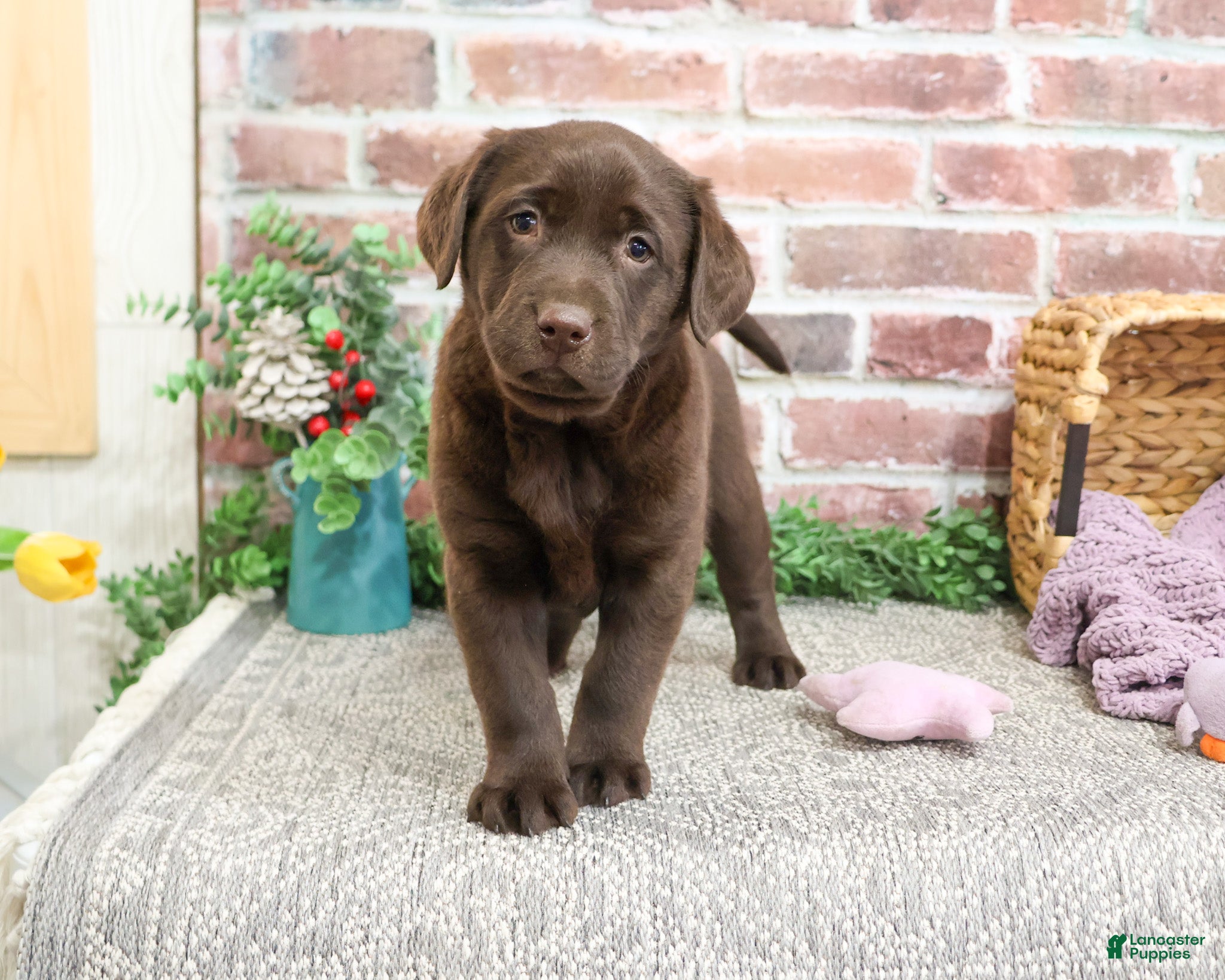 Labrador Retriever dogs Molly  - Ad 28