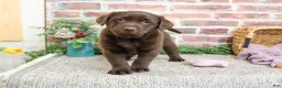 Labrador Retriever dogs for sale: Molly  - Ad 1