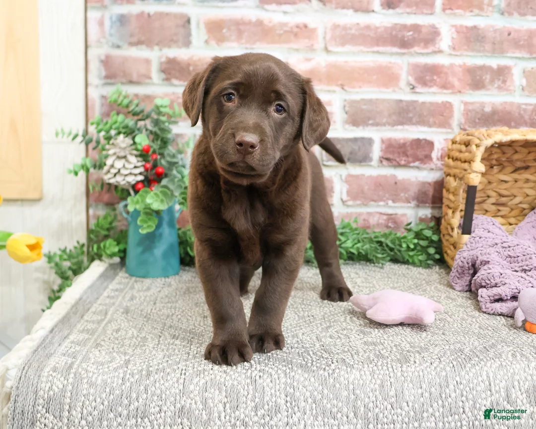Labrador Retriever dogs for sale: Molly  - Ad 1