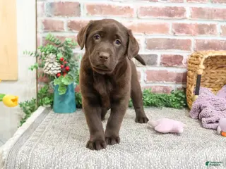 Labrador Retriever dogs Molly - Ad 28