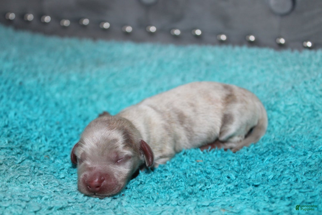 Miniature Dachshund dogs for sale: Duke Mini - Ad 3