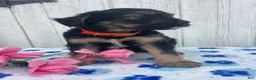 Mixed Breed dogs for sale: Dash - Ad 3