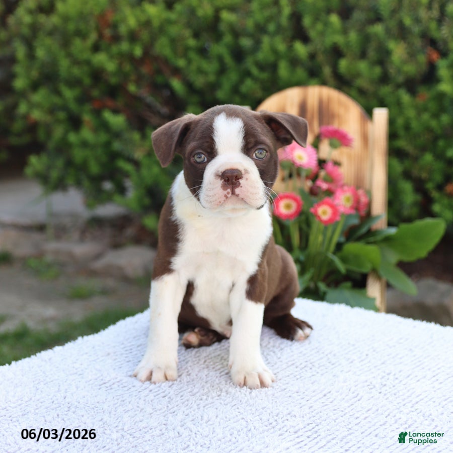 Boston Terrier dogs for sale: Dash - Ad 5