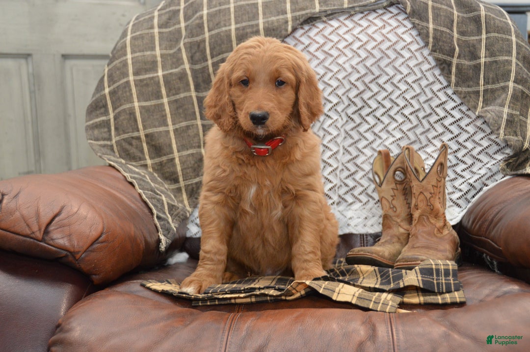 Goldendoodle dogs for sale: Rogen - Ad 3