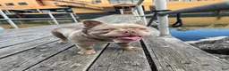 French Bulldog dogs for sale: French Bulldog 2 - Ad 9