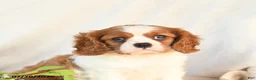 Cavalier King Charles Spaniel dogs for sale: Jack  - Ad 4