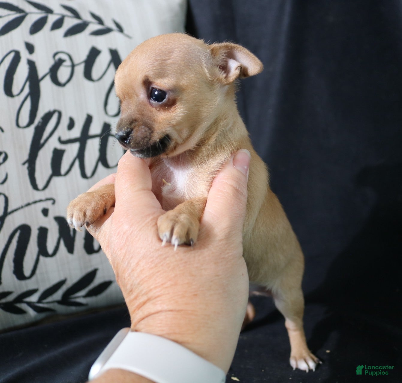 Chihuahua dogs for sale: Eddie - Ad 2