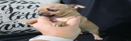 Chihuahua dogs for sale: Eddie - Ad 2