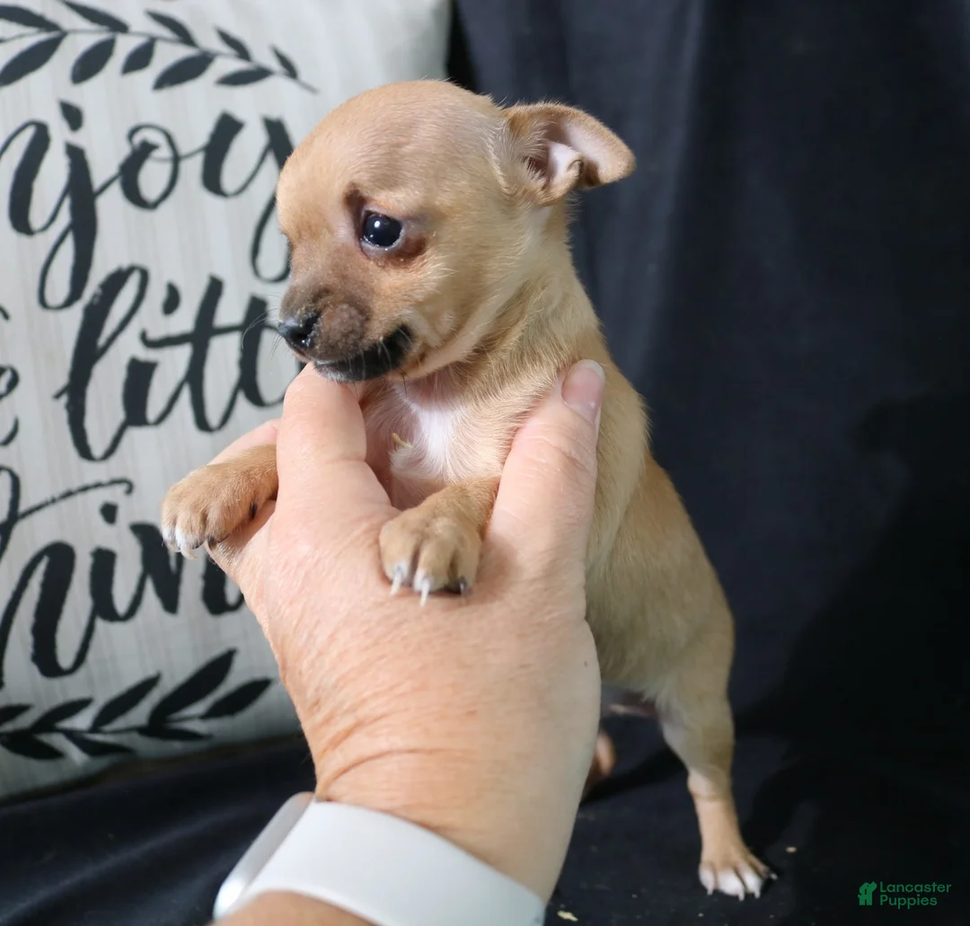 Chihuahua dogs for sale: Eddie - Ad 2