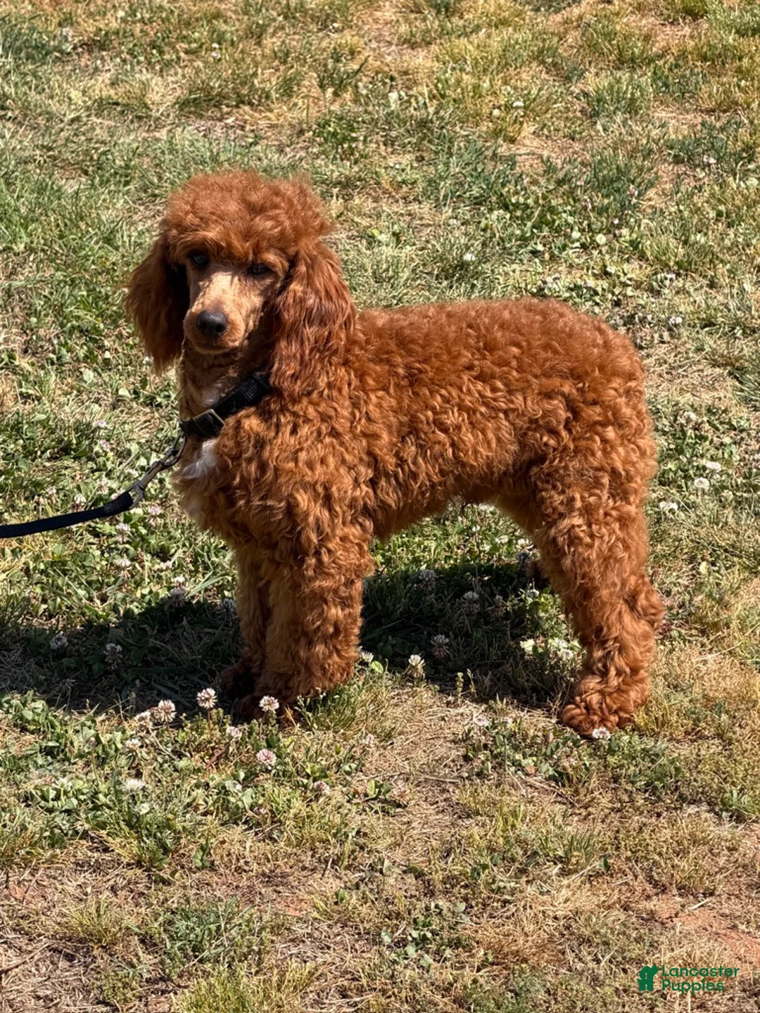 Miniature Poodle dogs for sale: Axle - Ad 2