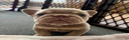 French Bulldog dogs for sale: French Bulldog 1 - Ad 1