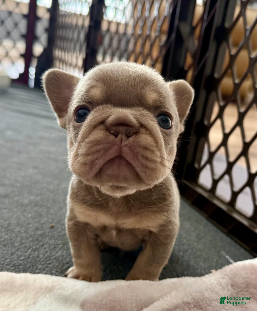 French Bulldog dogs for sale: French Bulldog 1 - Ad 1