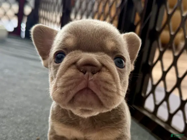 French Bulldog dogs for sale: French Bulldog 1 - Ad 1