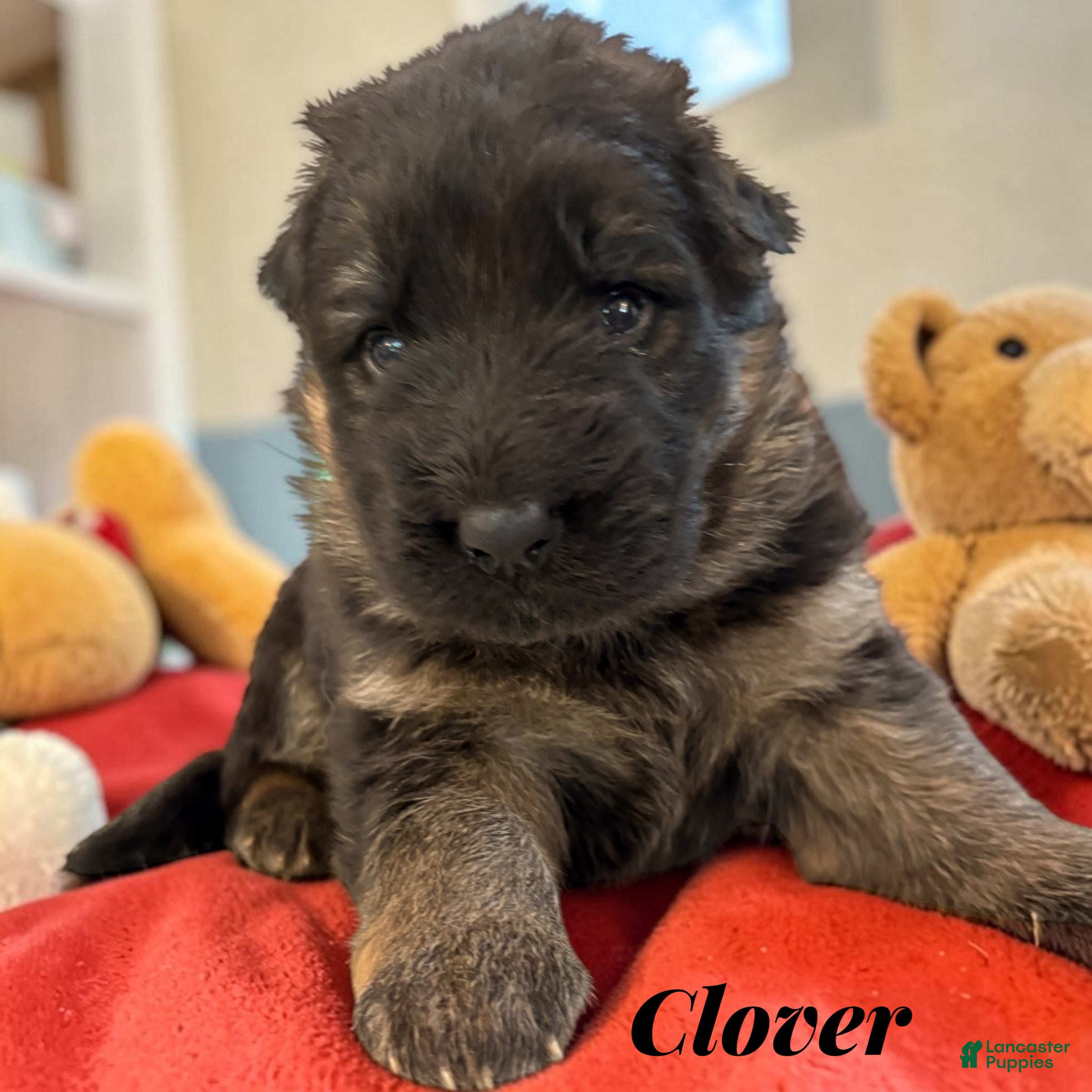 German Shepherd dogs Clover - Ad 40