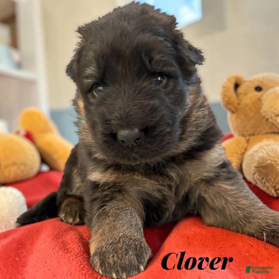 German Shepherd dogs for sale: Clover - Ad 1