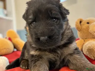 German Shepherd dogs Clover - Ad 40