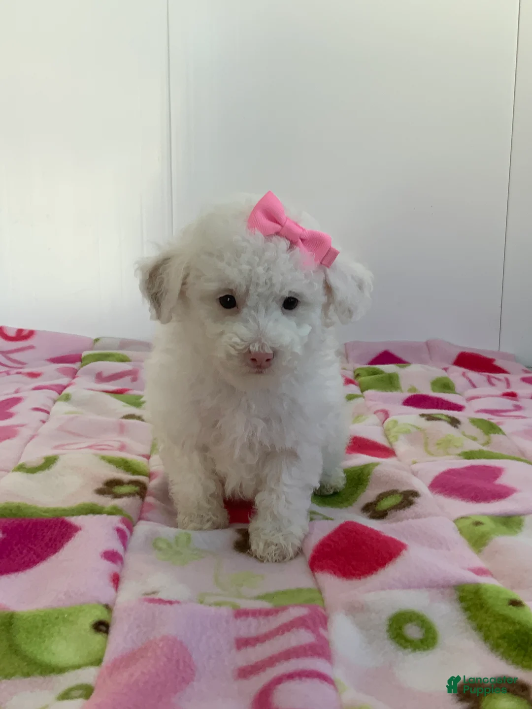 Toy Poodle dogs for sale: Shelly - Ad 3