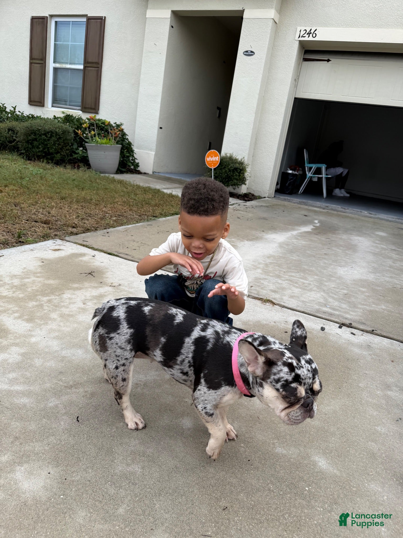 French Bulldog dogs French Bulldog 2 - Ad 2