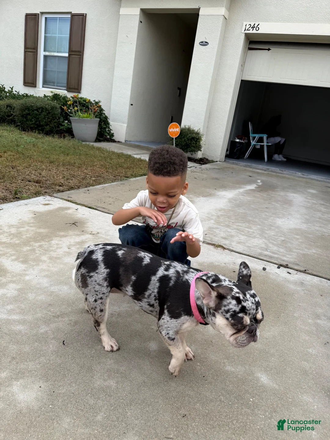 French Bulldog dogs for sale: French Bulldog 2 - Ad 2