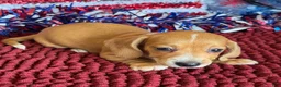 Miniature Dachshund dogs for sale: Annie - Ad 2