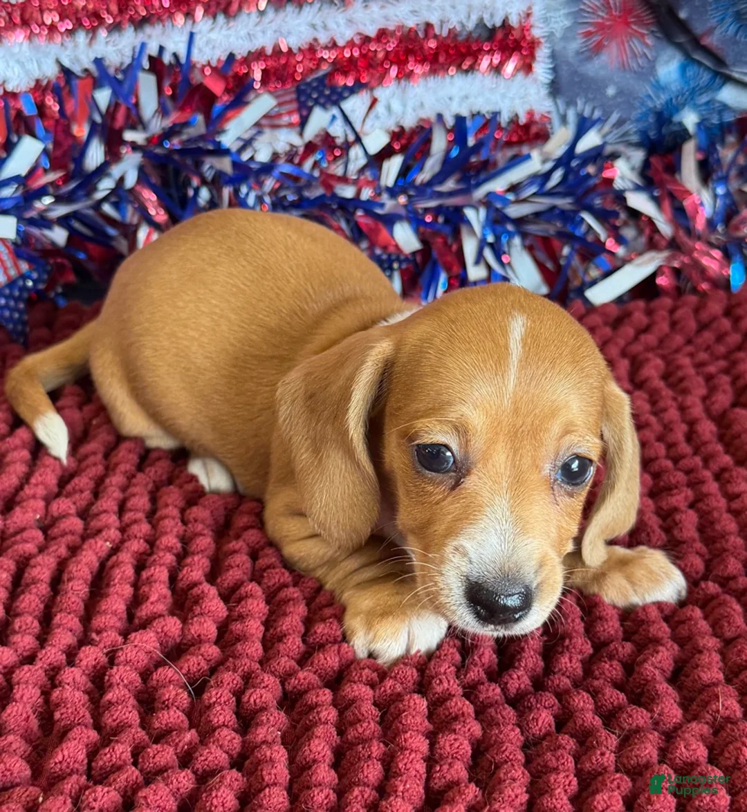 Miniature Dachshund dogs for sale: Annie - Ad 2
