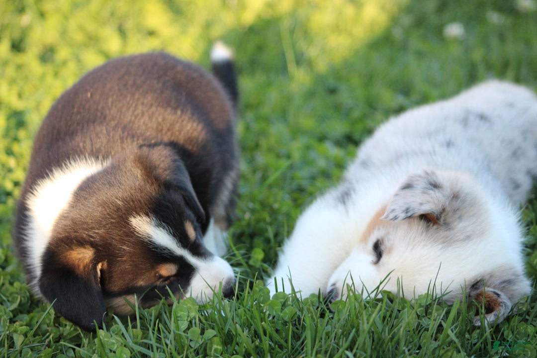 Mixed Breed dogs for sale: Arlo - Ad 5