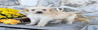 Buddy