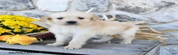 Golden Retriever dogs for sale: Buddy - Ad 1